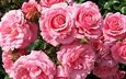 цветы, бутоны, листья, лето, розы, лепестки, весна, розовые, красиво