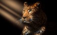 арт, фотошоп, jaguar portrait