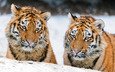 пара, кошки, тигренок, тигрята, амурский тигр, © mihalkoz