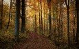 дорога, деревья, природа, лес, пейзаж, осень, осенние листья