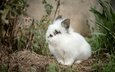 кролик, малыш, пушистик, белый кролик