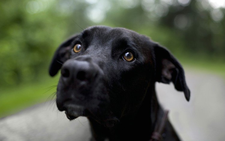 мордочка, взгляд, черный, собака, лабрадор ретривер, muzzle, look, black, dog, labrador retriever