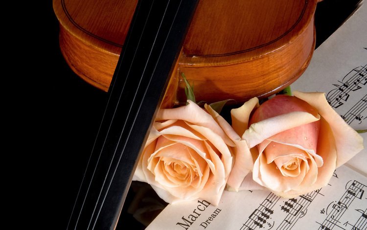 розы, ноты, скрипка, музыка, красота, roses, notes, violin, music, beauty