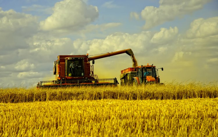 трава, пейзаж, поле, сено, пшеница, машины, fields, осен, сбор урожая, the harvest, grass, landscape, field, hay, wheat, machine, autumn