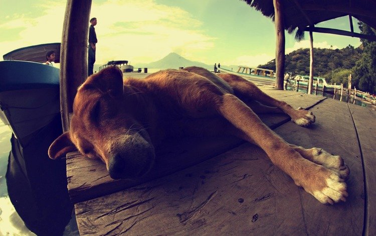 пейзаж, люди, собака, лежит, спит, лодка, пес, гуатемала, landscape, people, dog, lies, sleeping, boat, guatemala