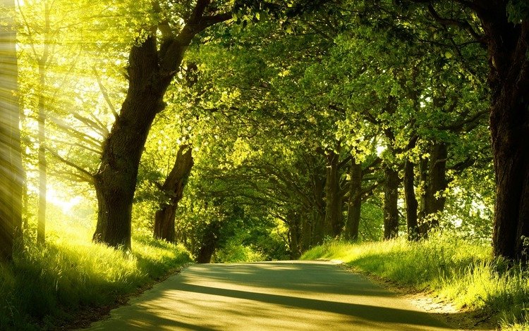 свет, дорога, деревья, зелень, лес, лучи, лето, moment of silence, солнечный свет, sunlight, light, road, trees, greens, forest, rays, summer
