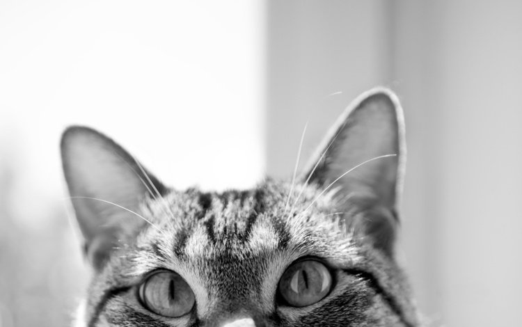 глаза, кот, мордочка, чёрно-белое, уши, любопытство, eyes, cat, muzzle, black and white, ears, curiosity