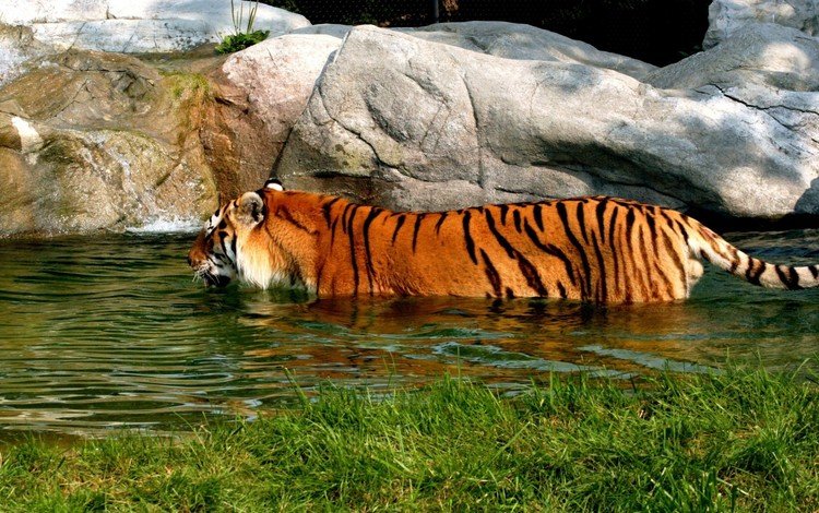 тигр, водоем, купание, tiger, pond, bathing