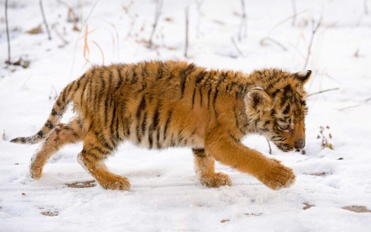 тигр, снег, тигренок, малыш, tiger, snow, baby