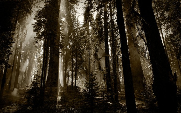 деревья, лес, темный фон, trees, forest, the dark background