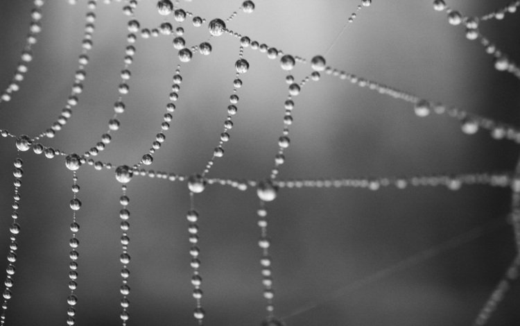 макро, капли, чёрно-белое, паутина, macro, drops, black and white, web