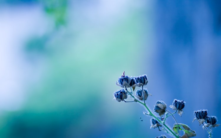 цветок, голубой, голубая, етекстура, колокольчик, цветком, flower, blue, texture, bell