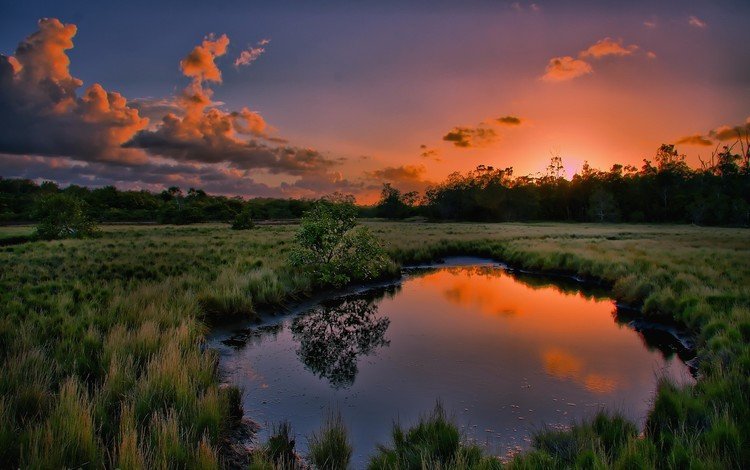 трава, вода, природа, дерево, закат, отражение, лужа, grass, water, nature, tree, sunset, reflection, puddle