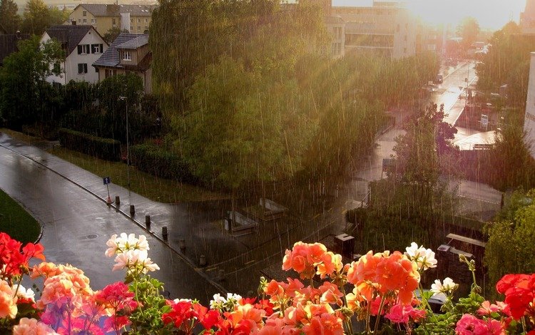 цветы, улица, дождь, окно, flowers, street, rain, window