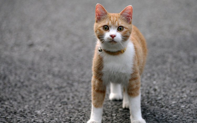 кот, мордочка, усы, кошка, взгляд, асфальт, ошейник, cat, muzzle, mustache, look, asphalt, collar