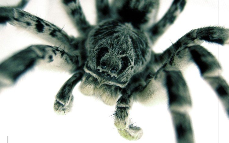 глаза, макро, паук, крупным планом, тарантул, eyes, macro, spider, closeup, tarantula