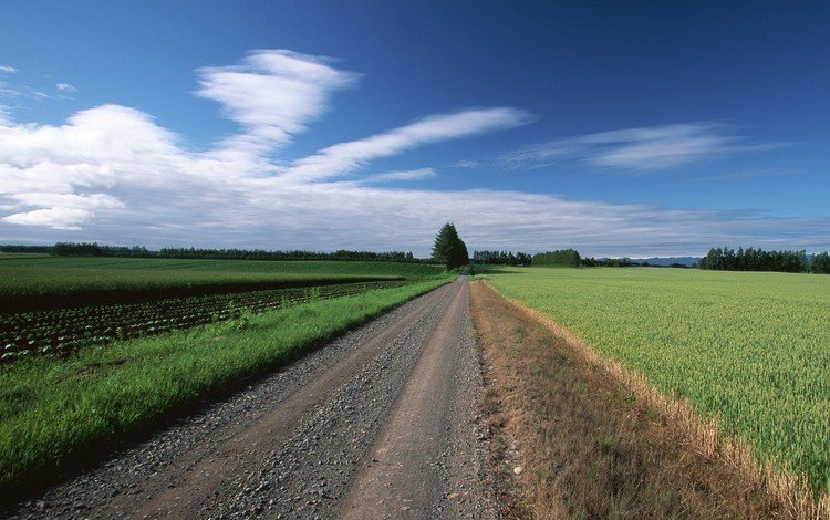 дорога, облака, деревья, поле, road, clouds, trees, field