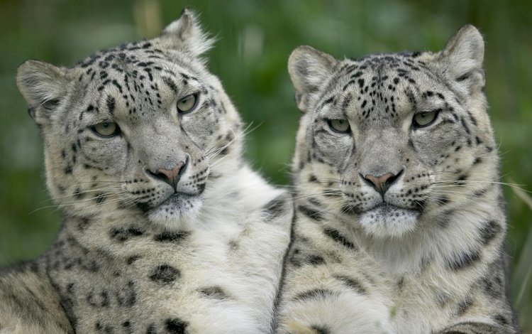 взгляд, белый, леопарды, снежный барс, ирбис, look, white, leopards, snow leopard, irbis