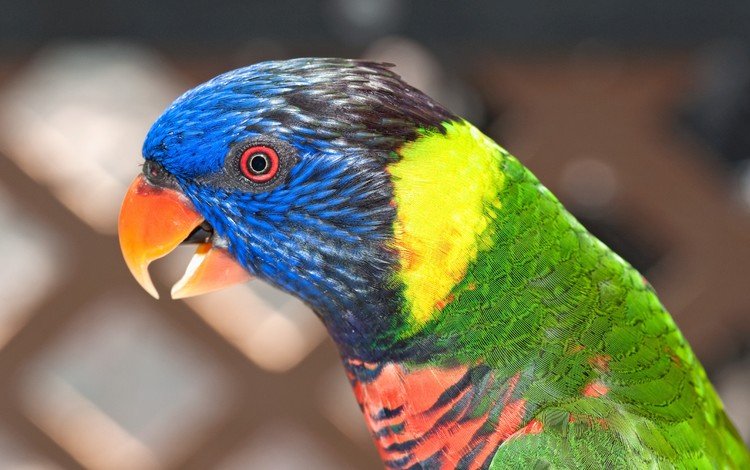 цвет, разноцветный, птица, попугай, красочный, радужный лорикет, color, colorful, bird, parrot, rainbow lorikeet