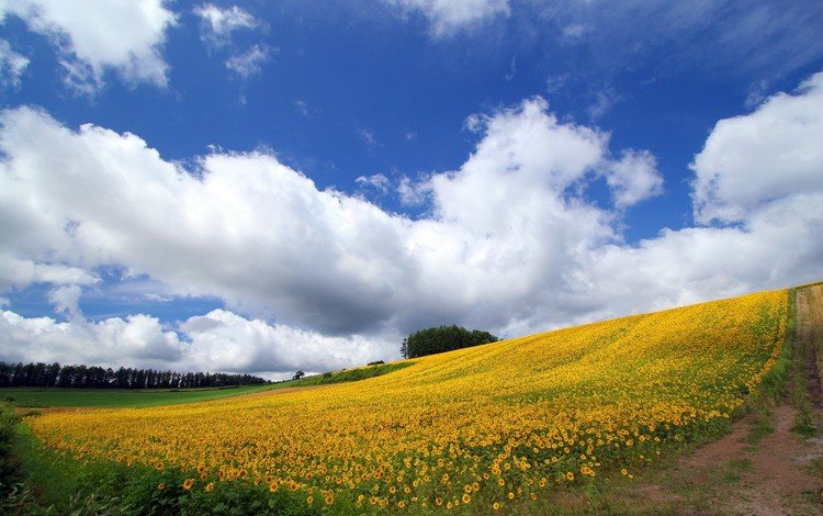 небо, подсолнухи, дорога, цветёт, облака, желтые, природа, пейзаж, поле, горизонт, подсолнух, the sky, sunflowers, road, blooms, clouds, yellow, nature, landscape, field, horizon, sunflower
