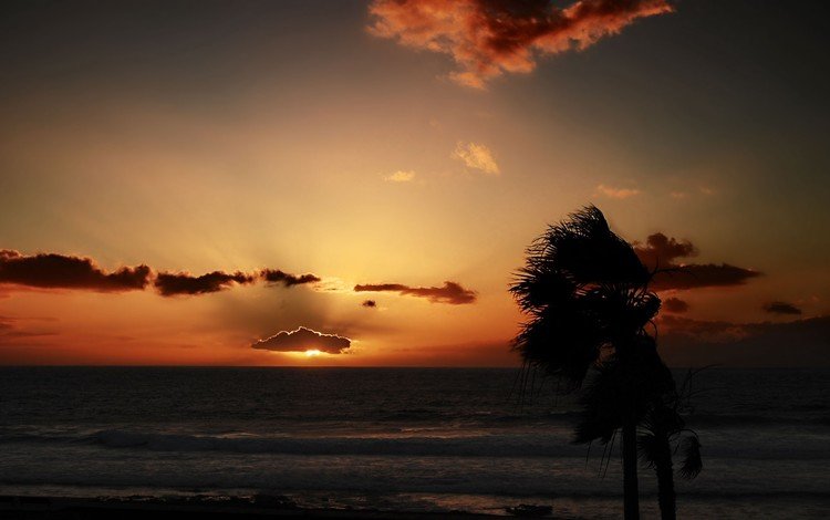 облака, закат, море, пальмы, clouds, sunset, sea, palm trees