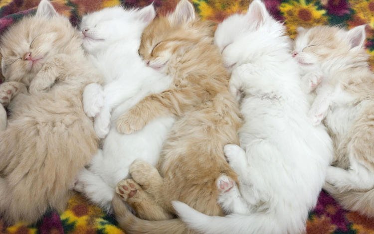 животные, нежность, малыши, котята, спящие котята, котята.кошки, animals, tenderness, kids, kittens, sleeping kittens, kittens.cats