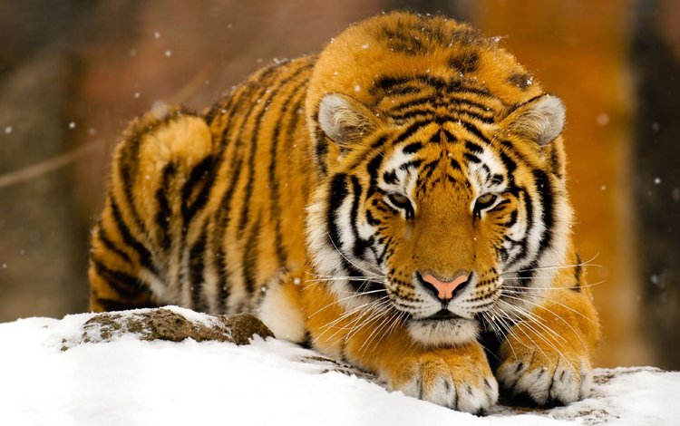 тигр, снег, зима, хищник, рыжий, зверь, tiger, snow, winter, predator, red, beast