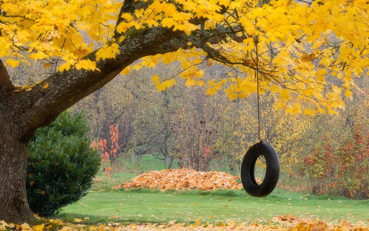 листья, осень, колесо, leaves, autumn, wheel