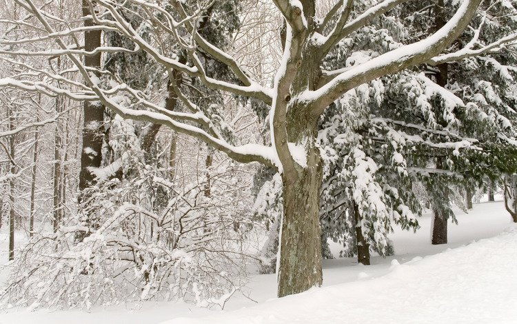 деревья, снег, лес, зима, белосныжные, trees, snow, forest, winter, belosnejnaya