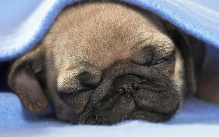 сон, щенок, одеяло, собока, sleep, puppy, blanket, soboka