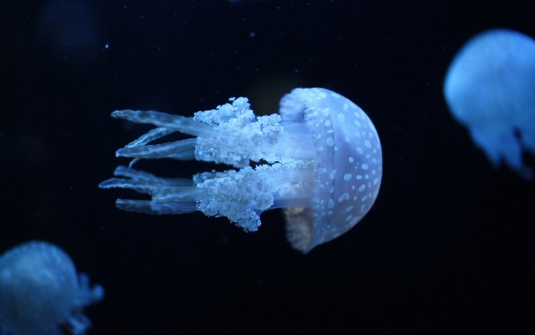вода, море, медузы, ультрафиолет, water, sea, jellyfish, ultraviolet