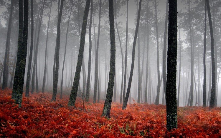 трава, деревья, туман, красный, grass, trees, fog, red