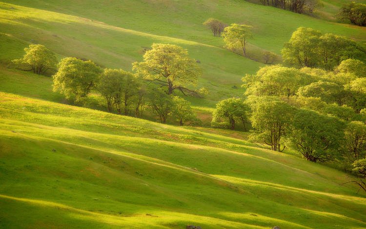 трава, деревья, зелень, склон, холм, grass, trees, greens, slope, hill