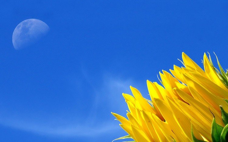 небо, желтый, цветок, the sky, yellow, flower