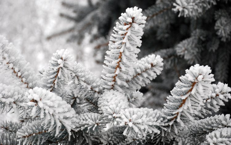 елка, зима, мороз, tree, winter, frost