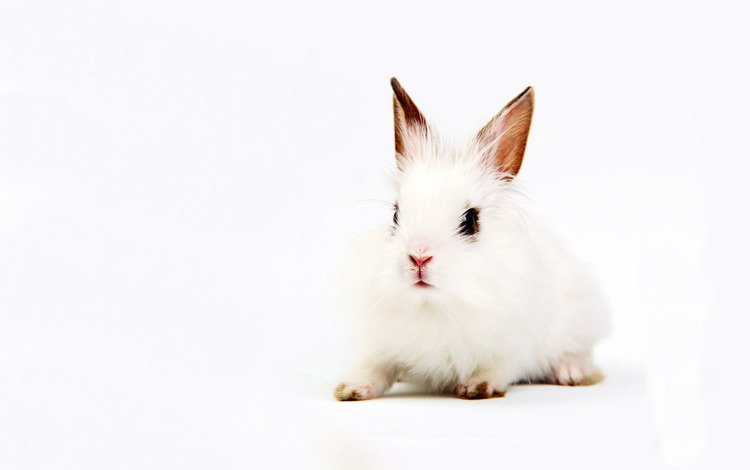 фон, белый, кролик, уши, background, white, rabbit, ears