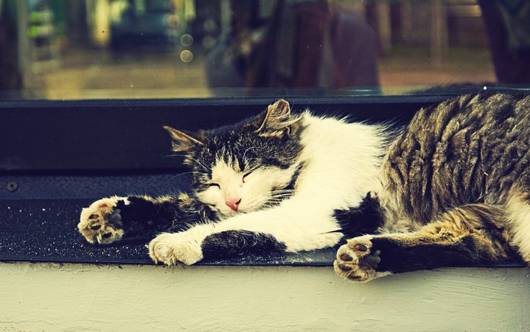 кошка, сон, окно, cat, sleep, window