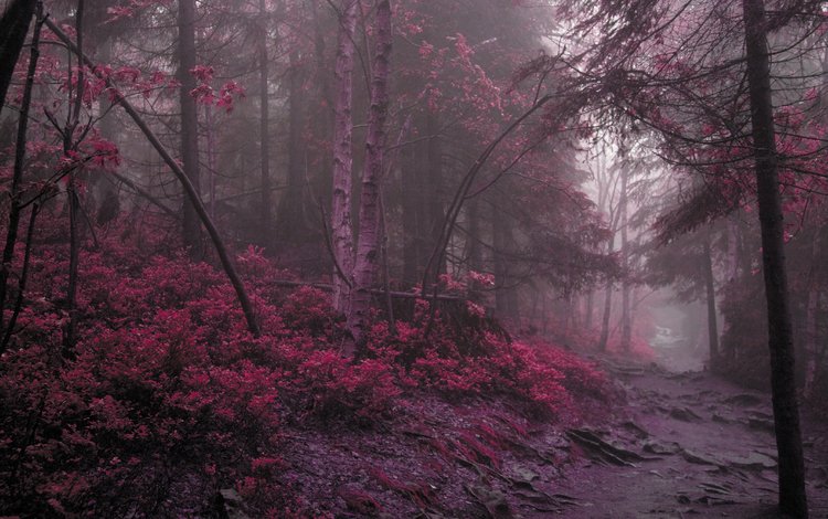 дорога, лес, фиолетовый, road, forest, purple