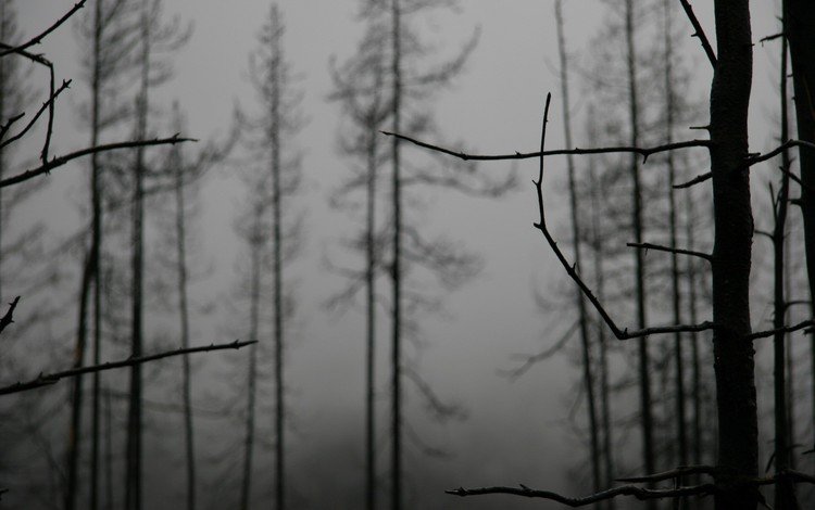 деревья, туман, ветки, vetki, derevya, tuman, trees, fog, branches