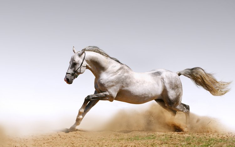 обои, животные, песок, лошади, кони, пыль, animals wallpapers, пылинки, wallpaper, animals, sand, horse, horses, dust