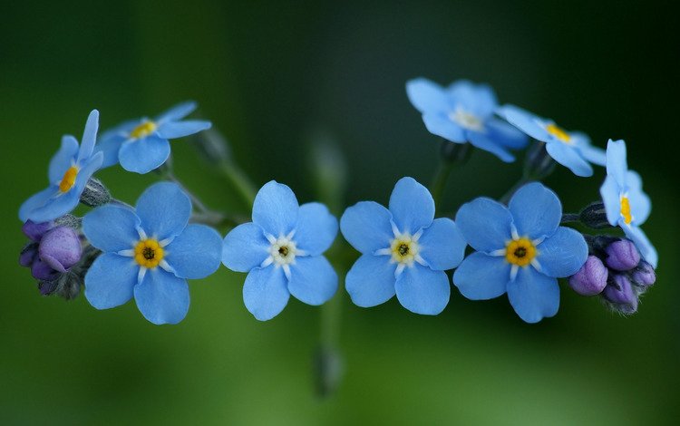 цветы, природа, растения, макро, незабудки, голубые, синие, flowers, nature, plants, macro, forget-me-nots, blue