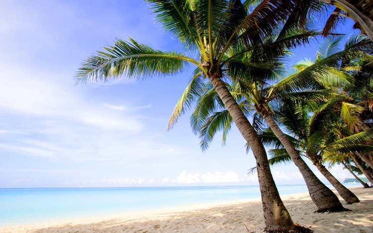 деревья, пальмы, вода, обои, фото, песок, пляж, пейзажи, лето, trees, palm trees, water, wallpaper, photo, sand, beach, landscapes, summer