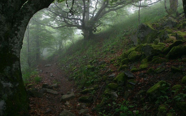 деревья, камни, туман, тропа, trees, stones, fog, trail
