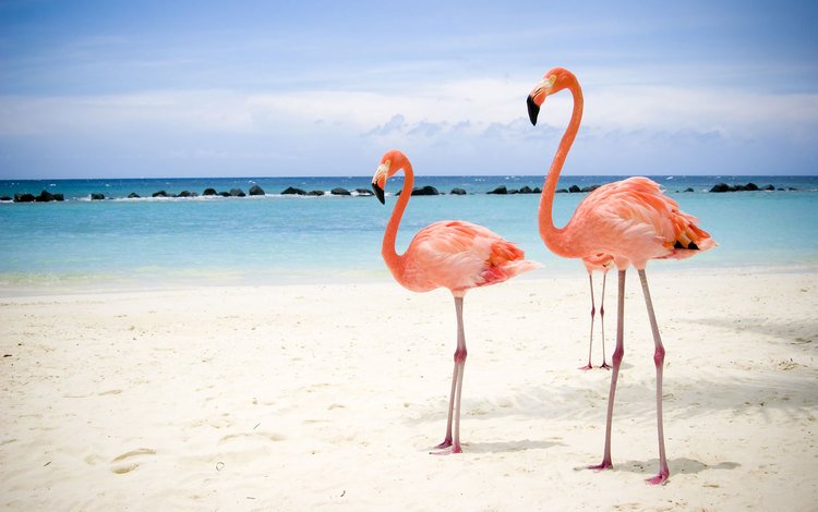 море, пляж, фламинго, sea, beach, flamingo