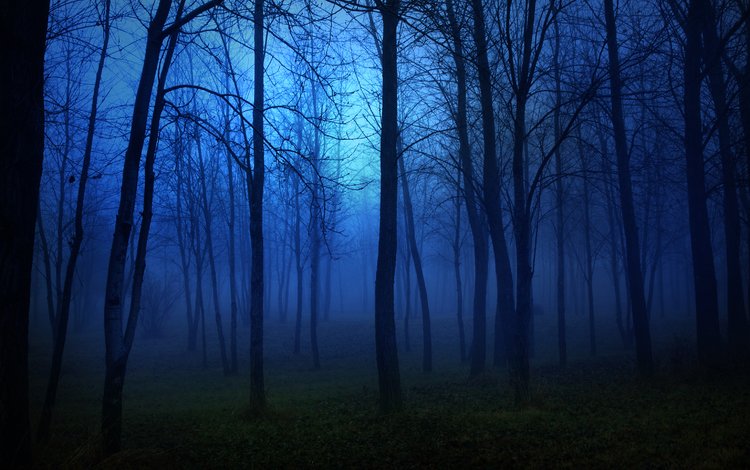 свет, страх, ночь, moon, деревь, деревья, ноч, огни, лес, пейзаж, луна, темнота, light, fear, night, trees, lights, forest, landscape, the moon, darkness
