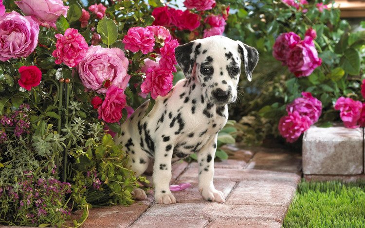 цветы, щенок, далматин, flowers, puppy, dalmatian
