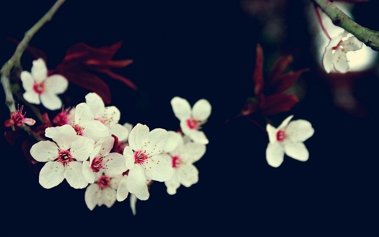 цветы, ветка, вишня, сакура, белые, flowers, branch, cherry, sakura, white