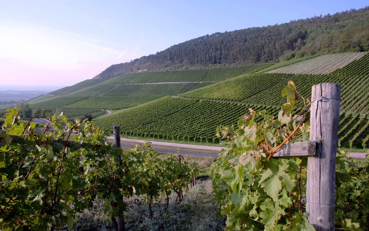 виноград, плантации, вино, виноградник, grapes, plantation, wine, vineyard