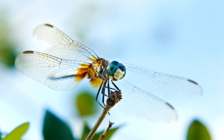 глаза, насекомое, крылья, стрекоза, веточка, eyes, insect, wings, dragonfly, sprig