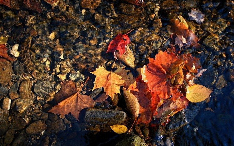 макро, осень, красные листья вода, macro, autumn, red leaves water